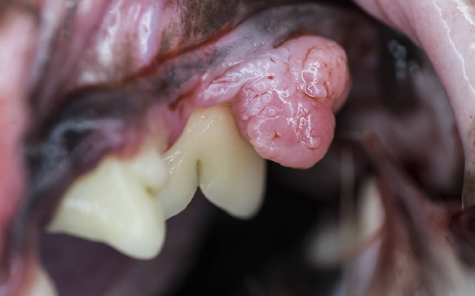 Mouth cavity tumor in dogs