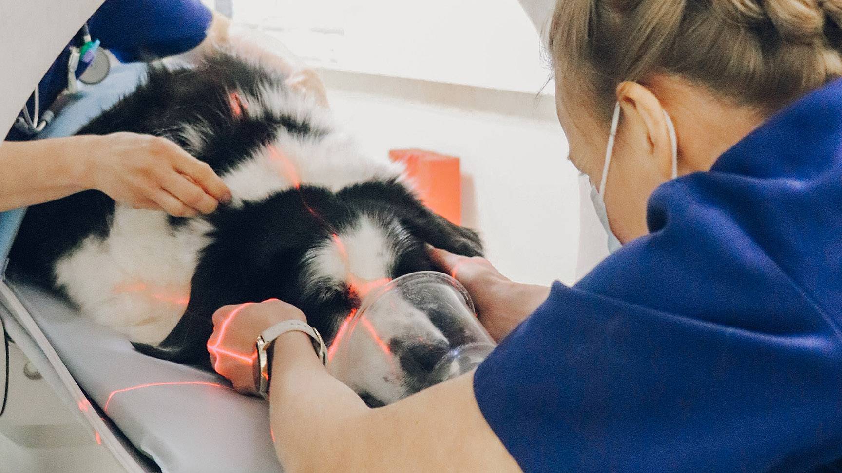 CT-Untersuchung eines Hundes