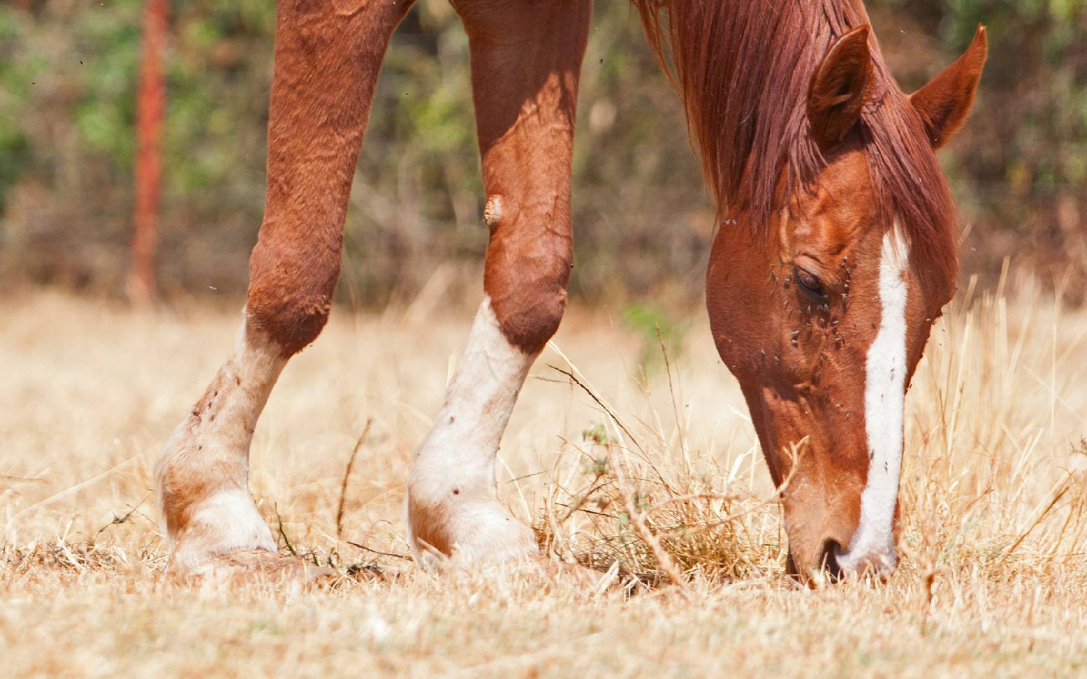 Pferd mit deformierten Beinen