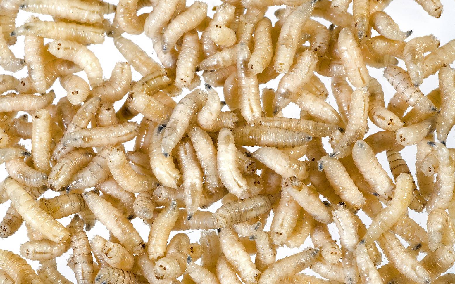 Fly larvae
