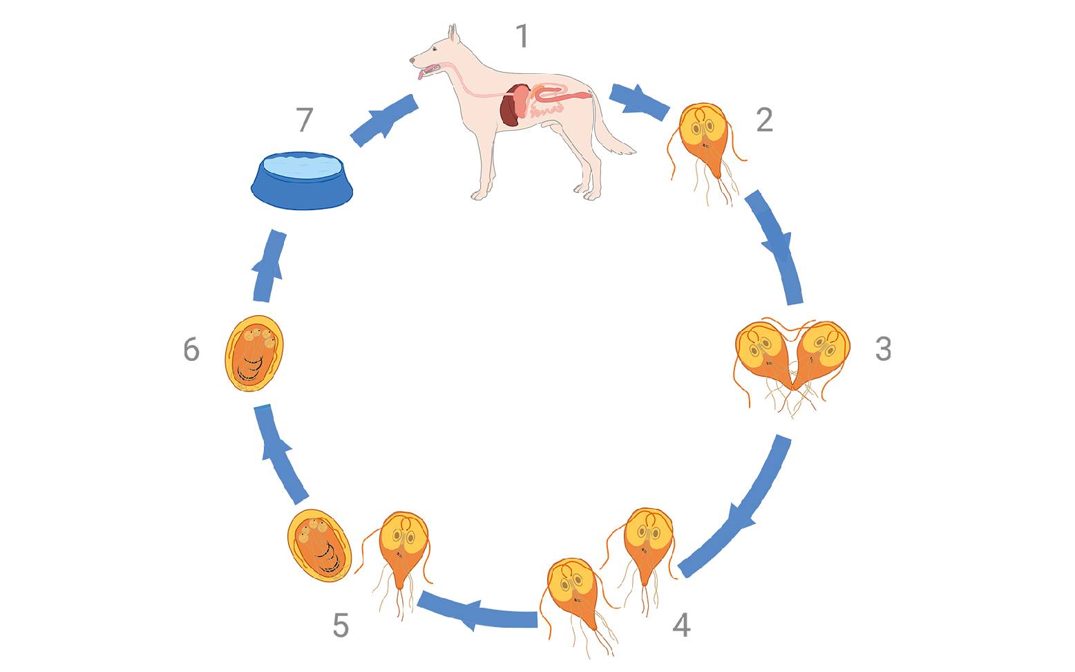 Schematic representation of Giardia infection