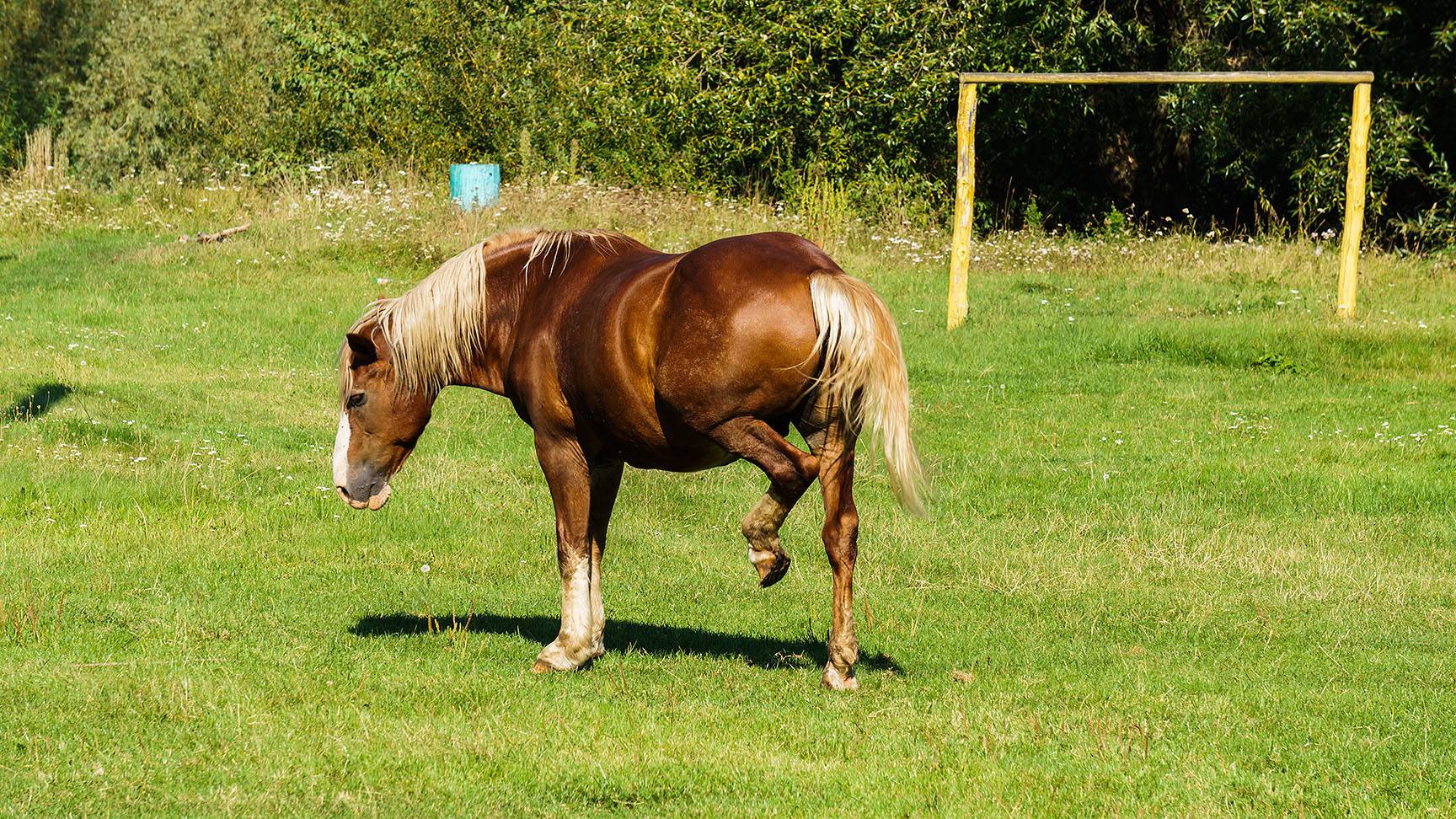 Pferd mit Hahnentritt