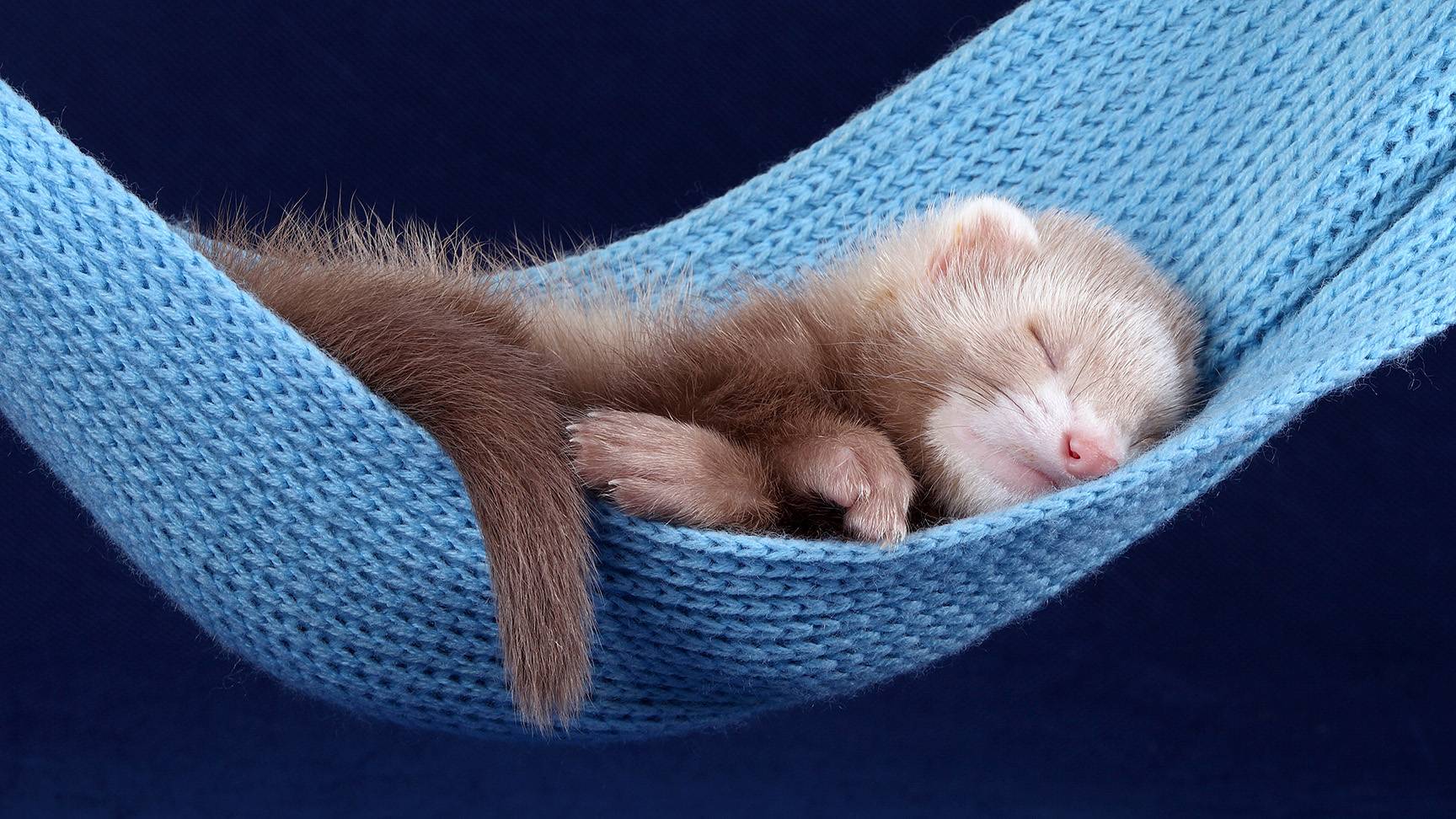 Frettchen