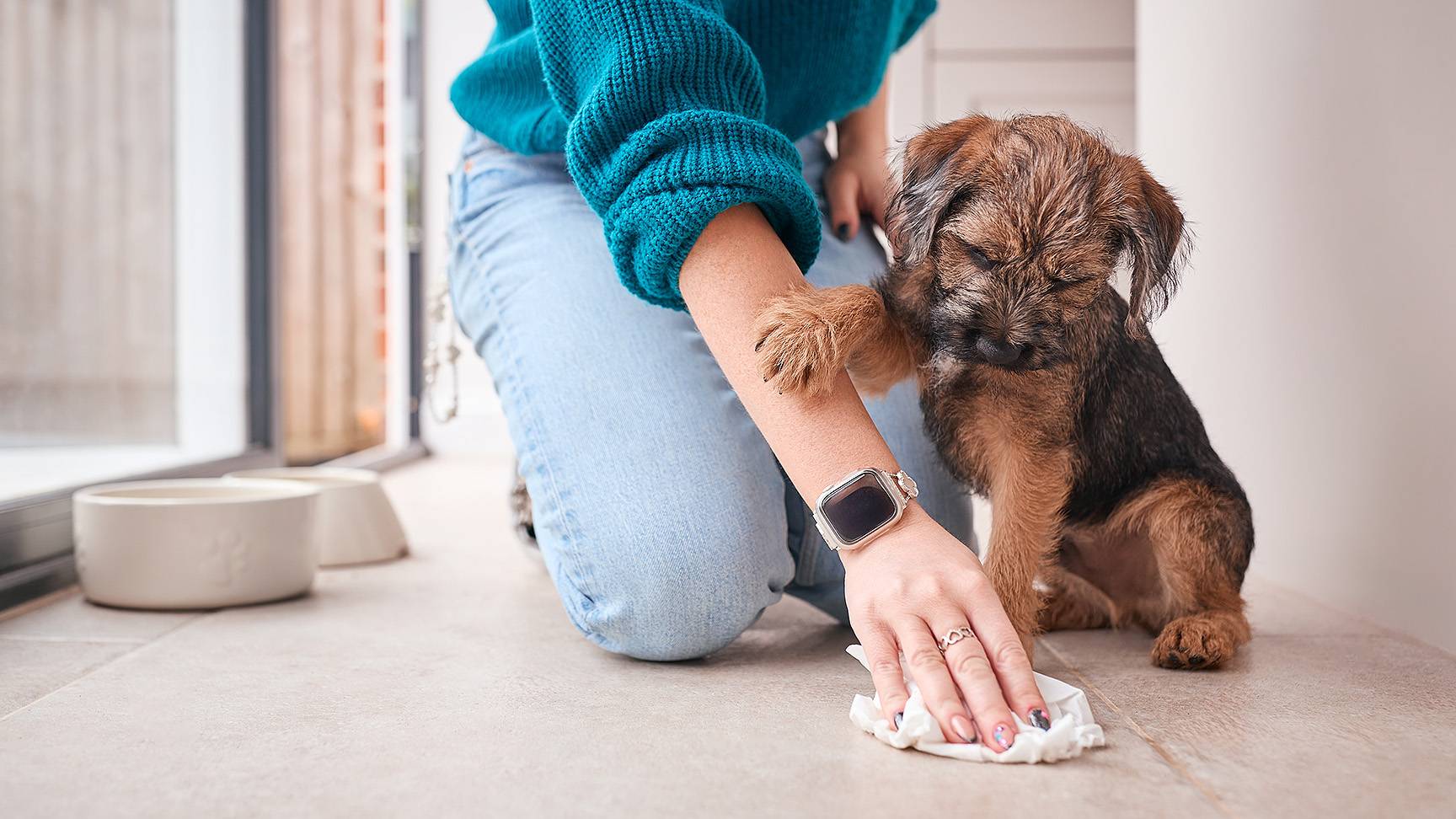 Hund, Frau wischt Urin vom Boden