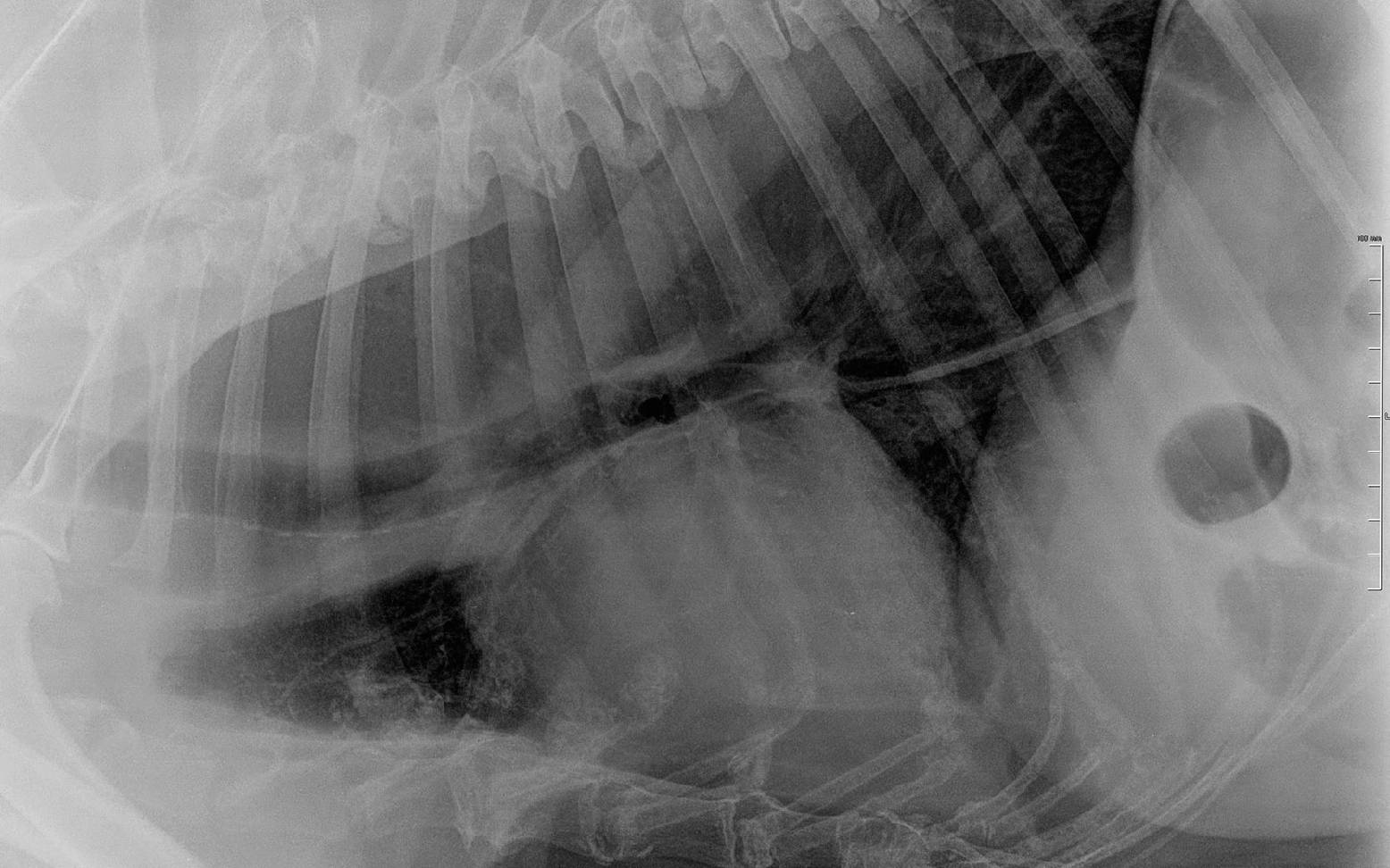 X-ray image of a dog's chest