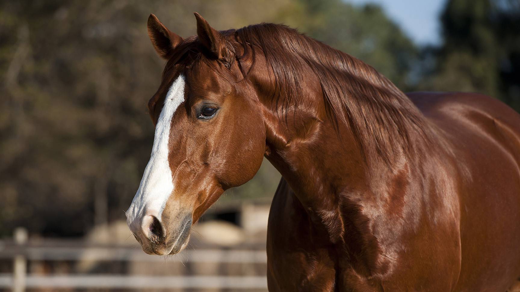 Quarter Horse