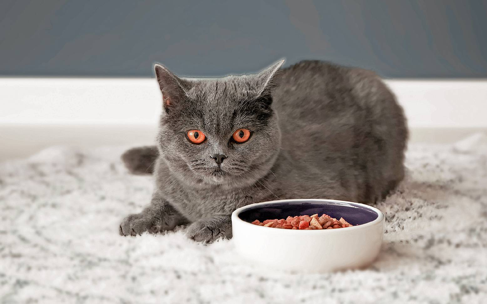 Cat in front of a full food bowl
