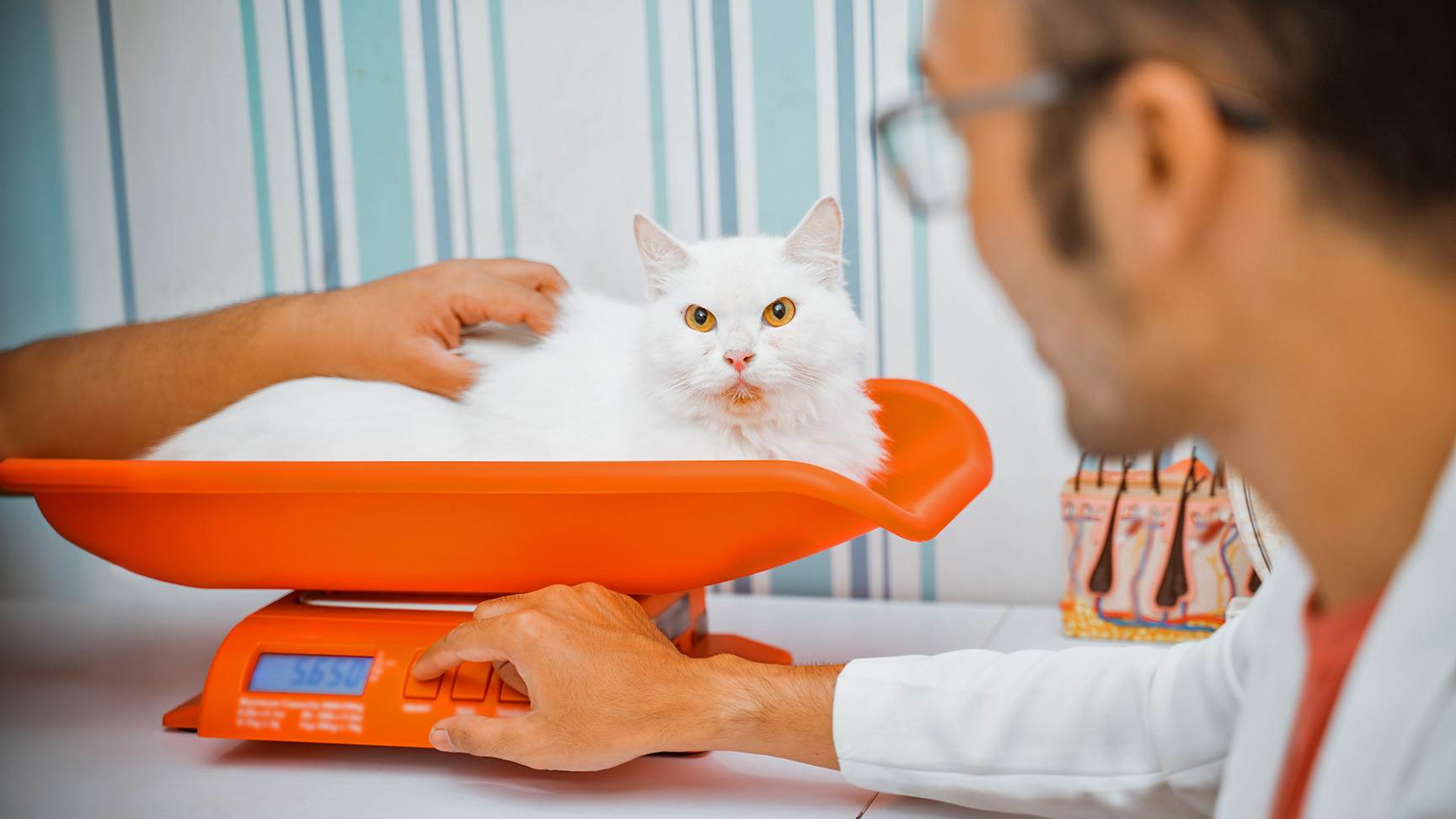 Katze auf Waage