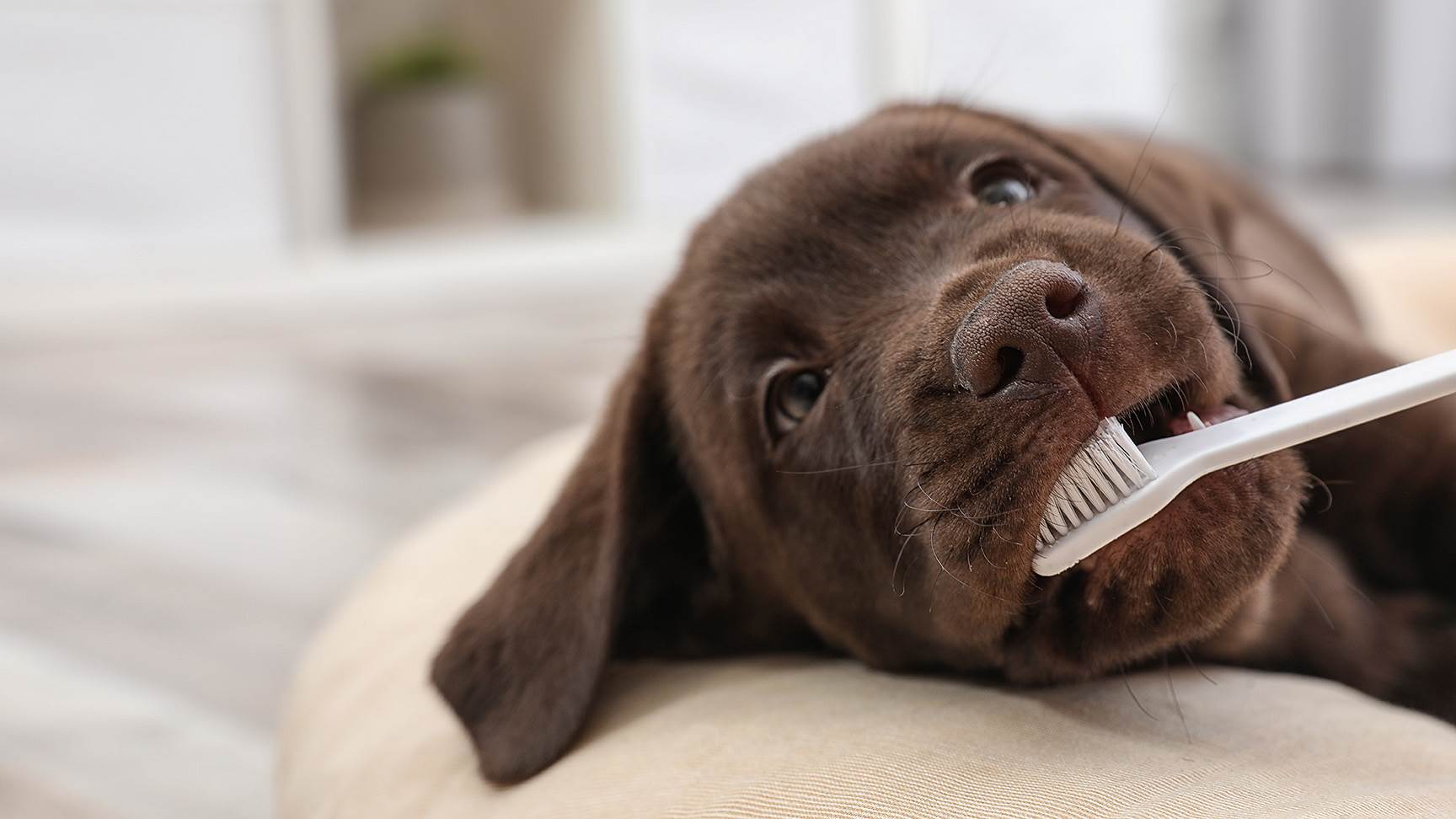 Hund Zahnbürste