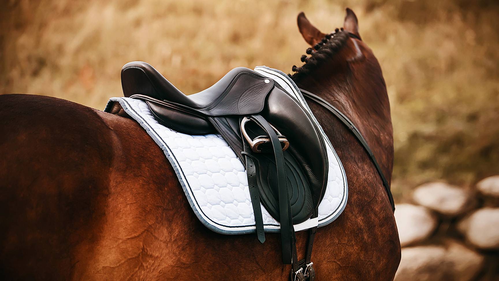 Horse with saddle on back