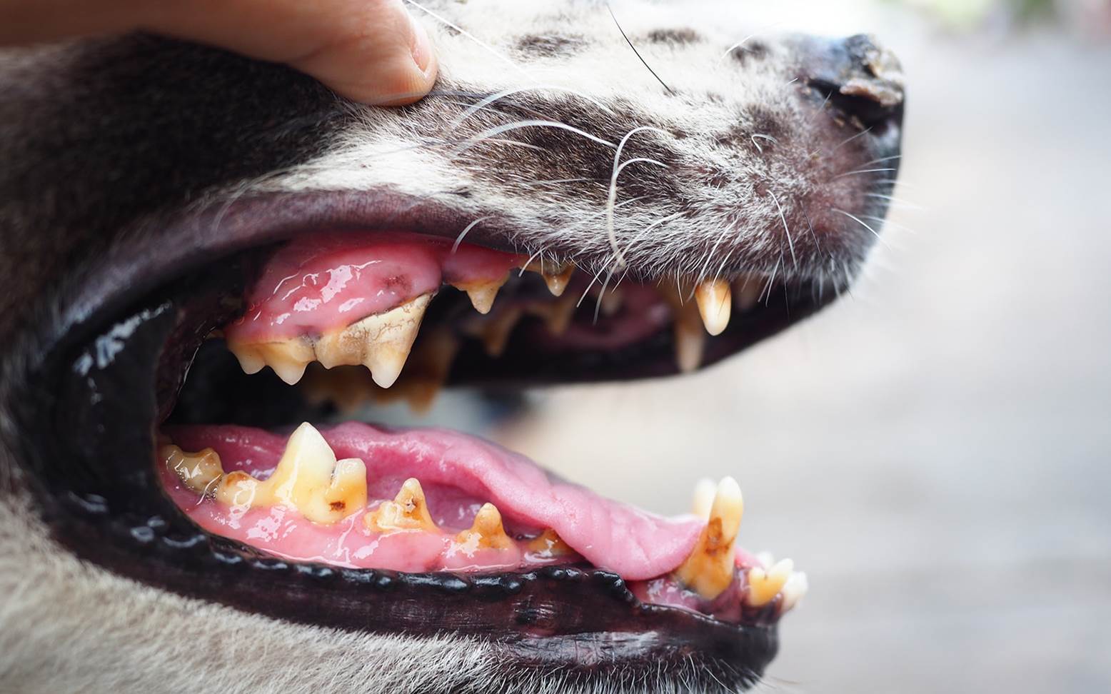 Dog with tartar and mucosal inflammation