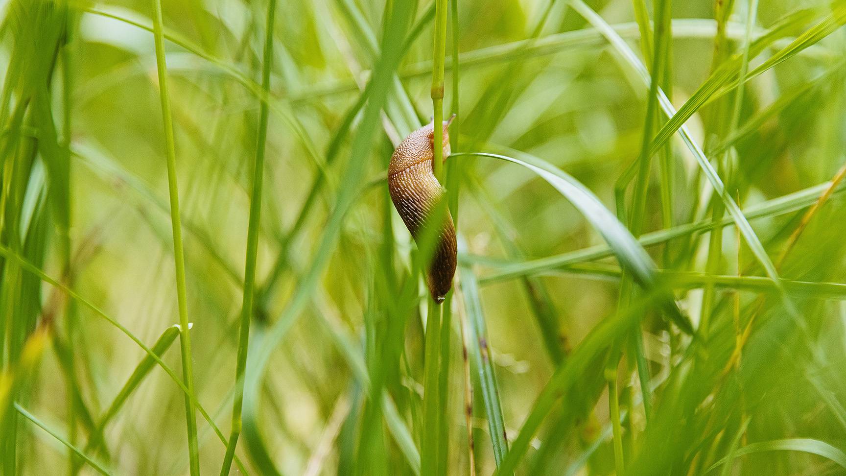 Nacktschnecke an Grashalm