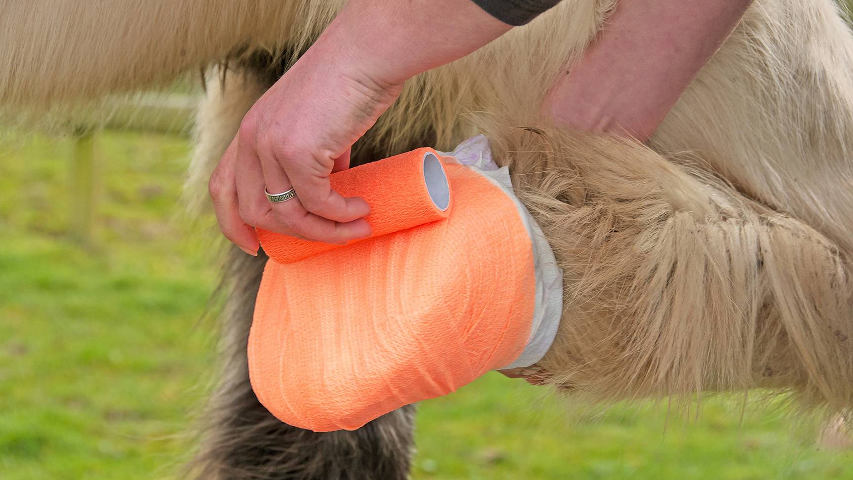 Hoof bandage horse