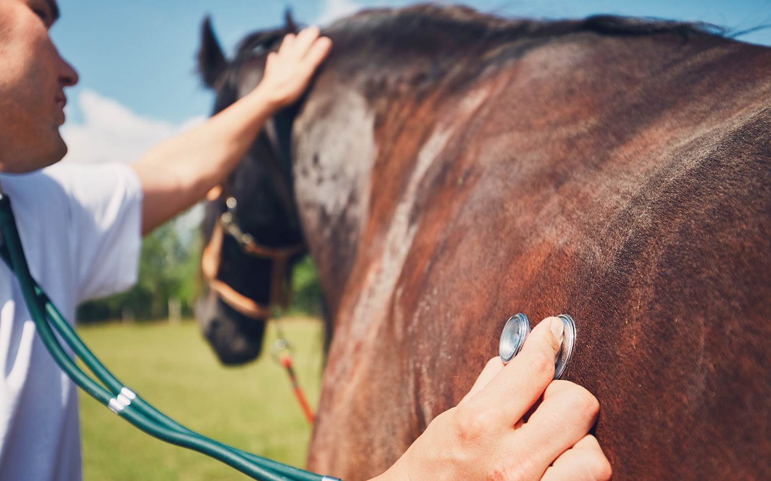 Veterinarian listens to horse with stethoscope
