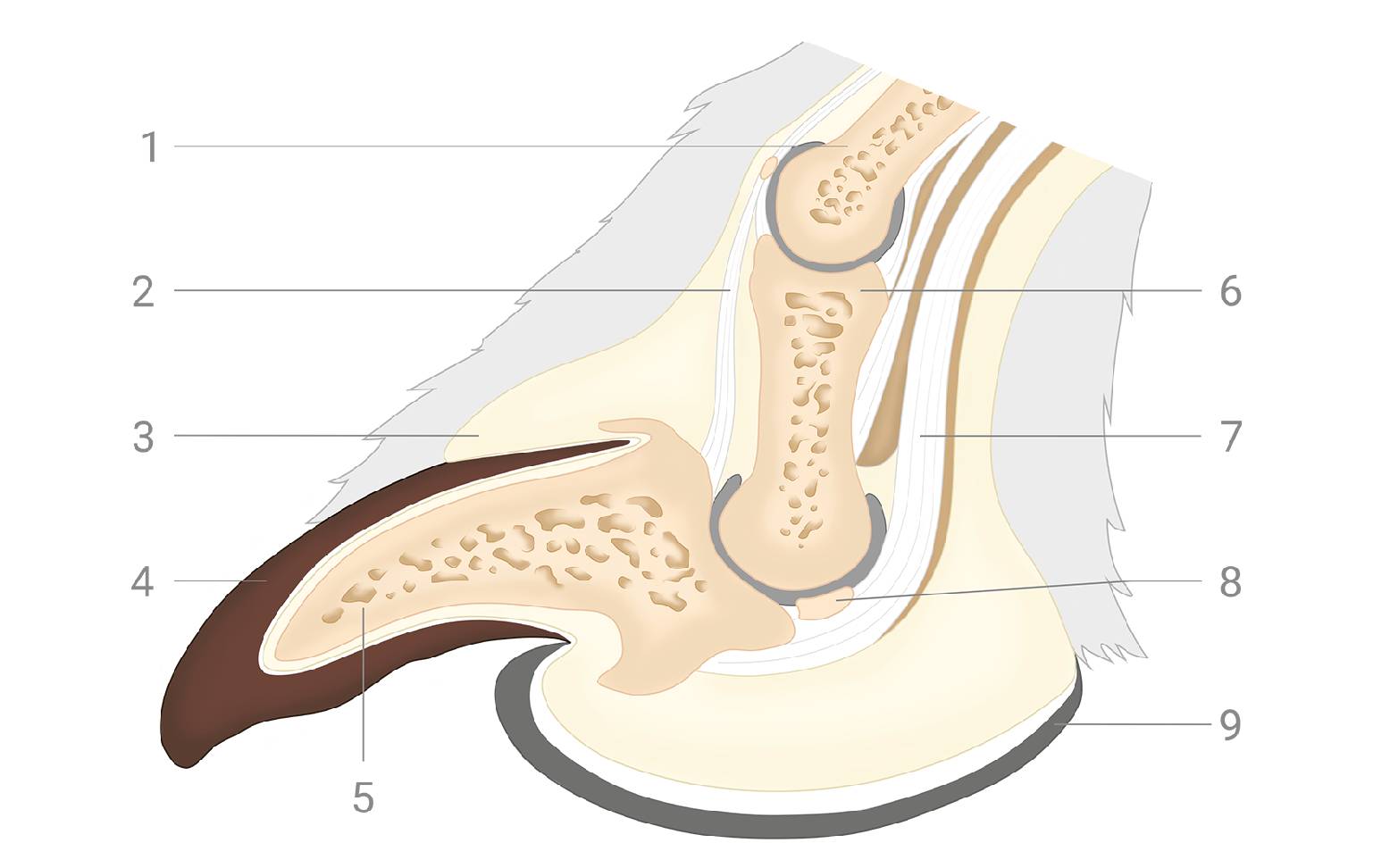 Diagram of the dog's claw