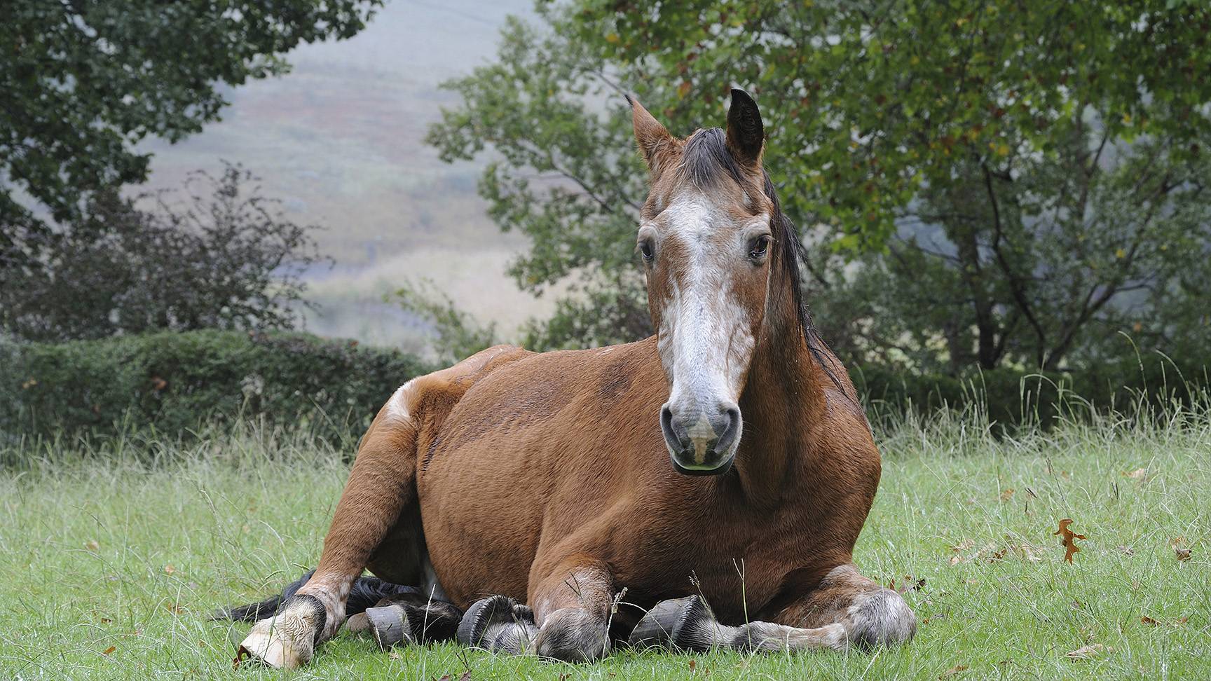 Liegendes altes Pferd