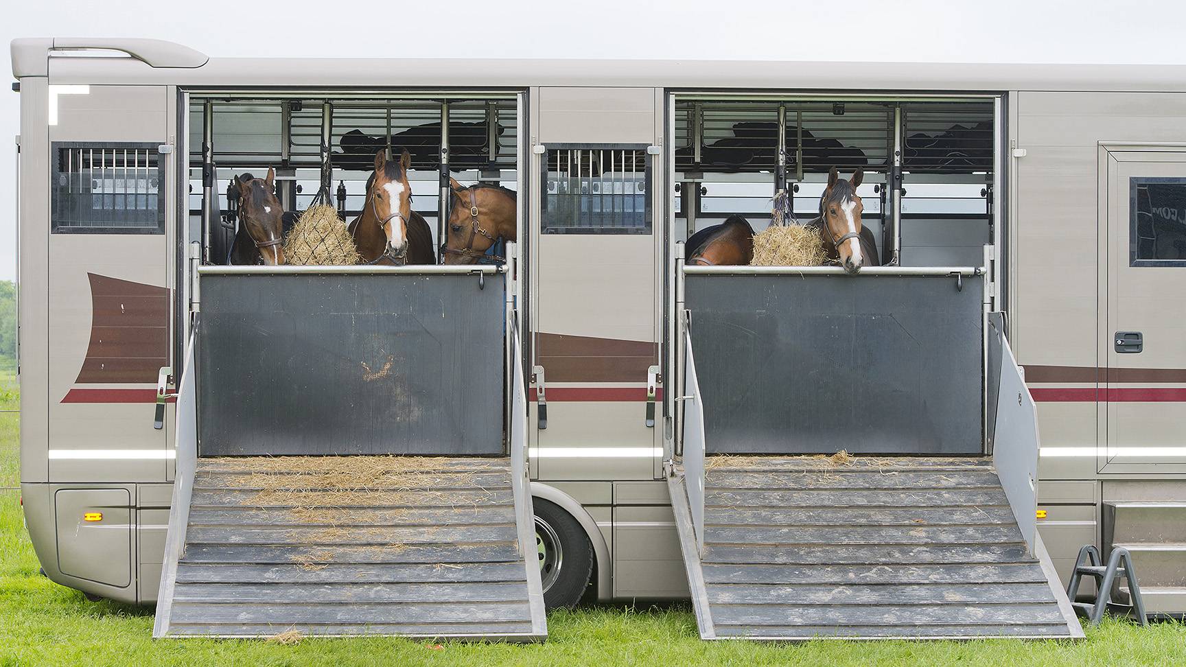 Horse transporter with horses
