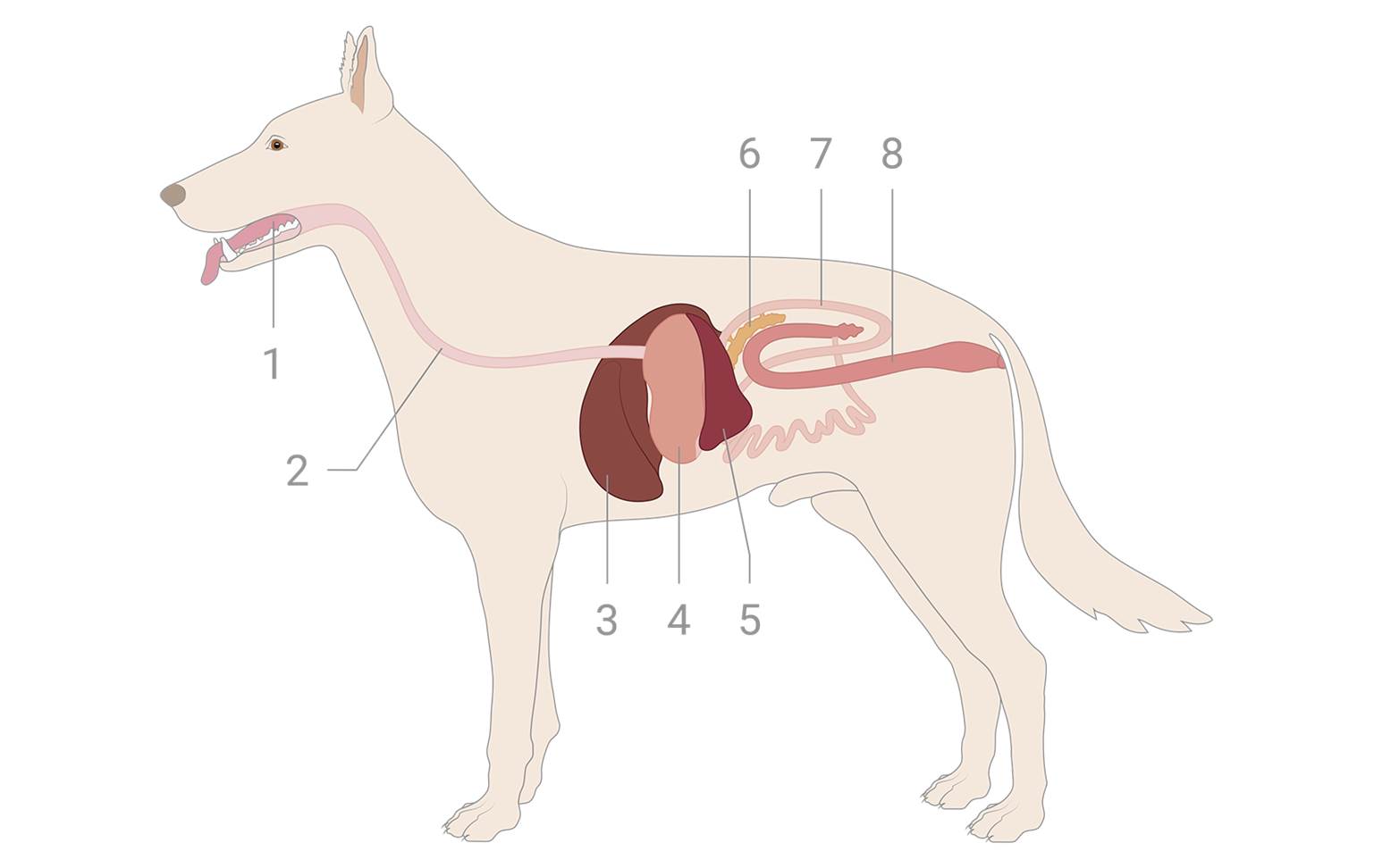 Diagram of a dog's abdominal organs