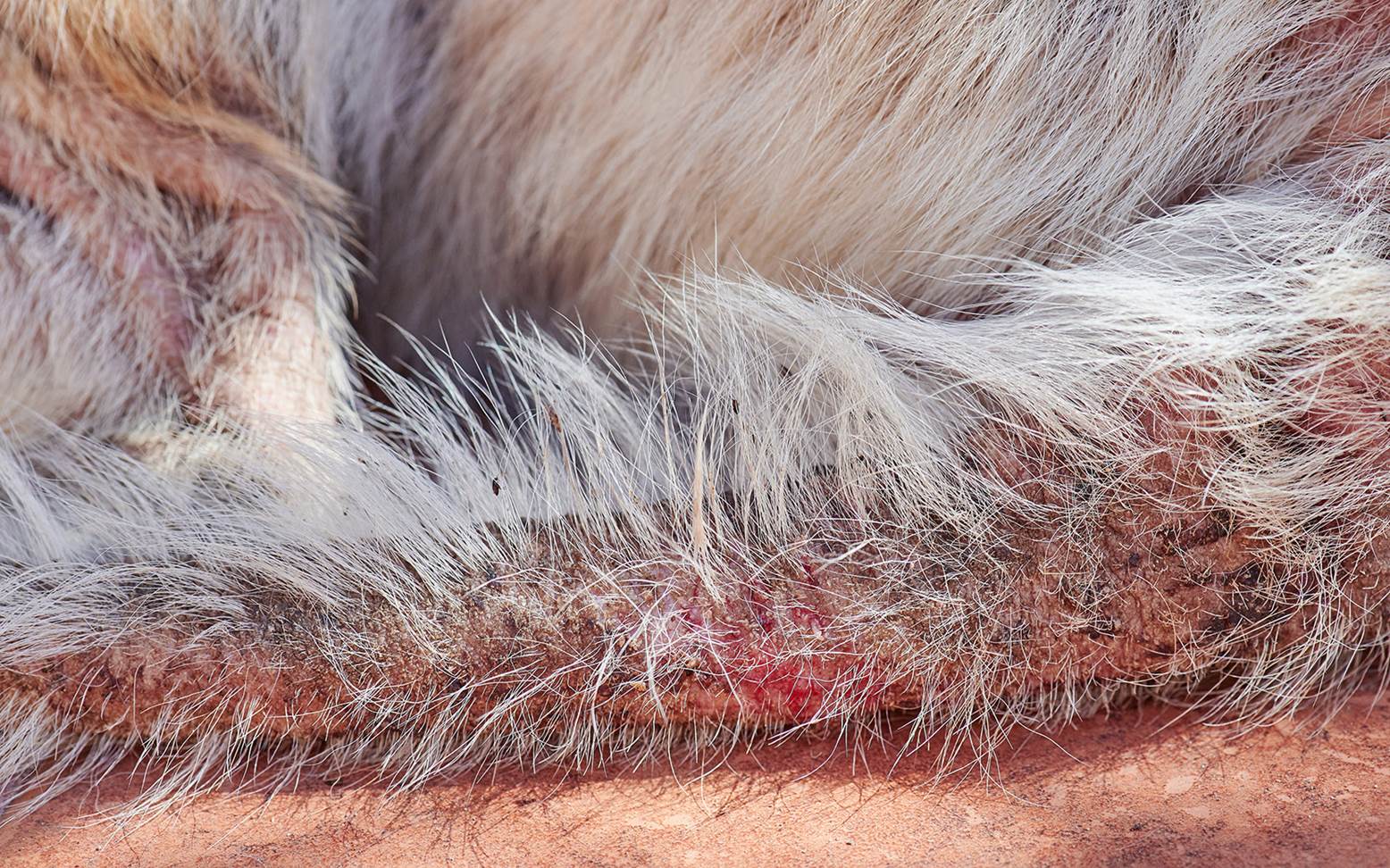 Hund mit Hautpilzinfektion
