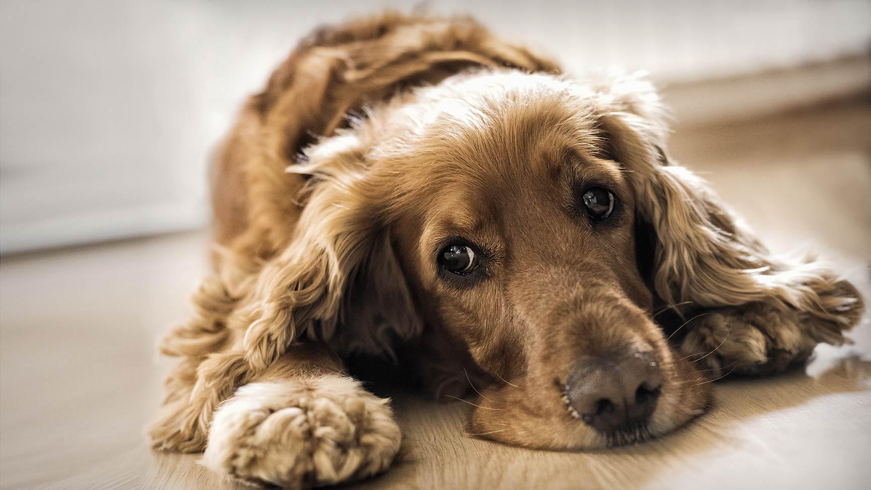 Hund liegt