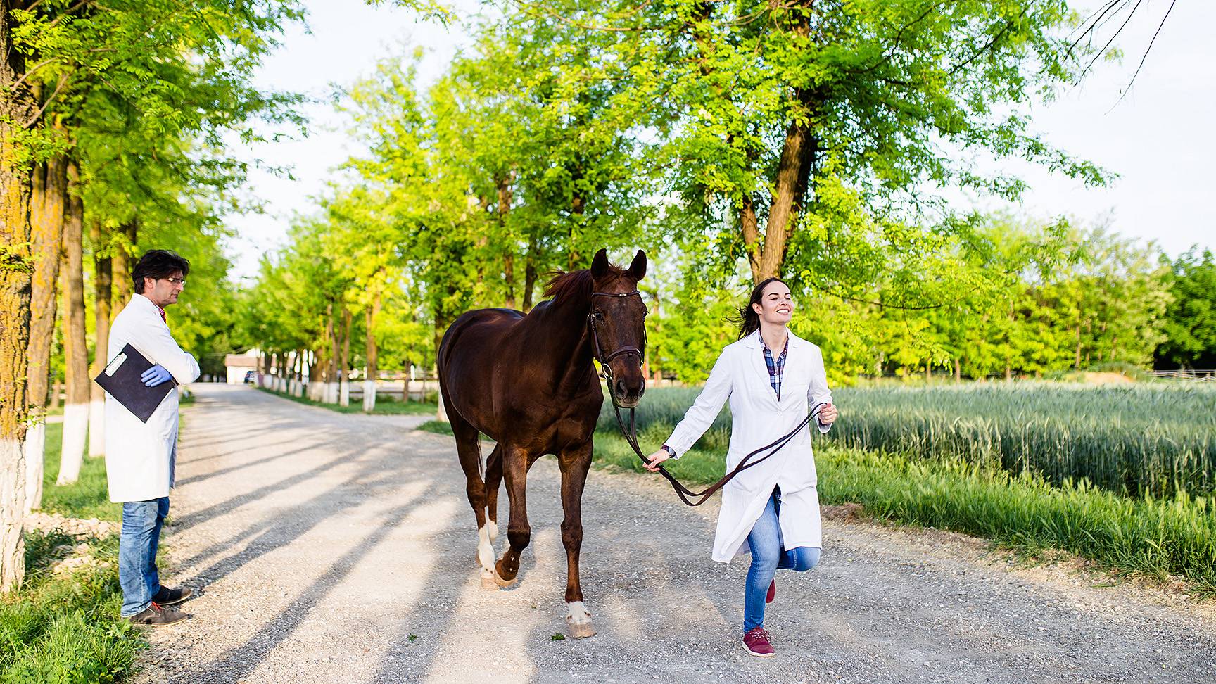 Veterinarian horse purchase examination