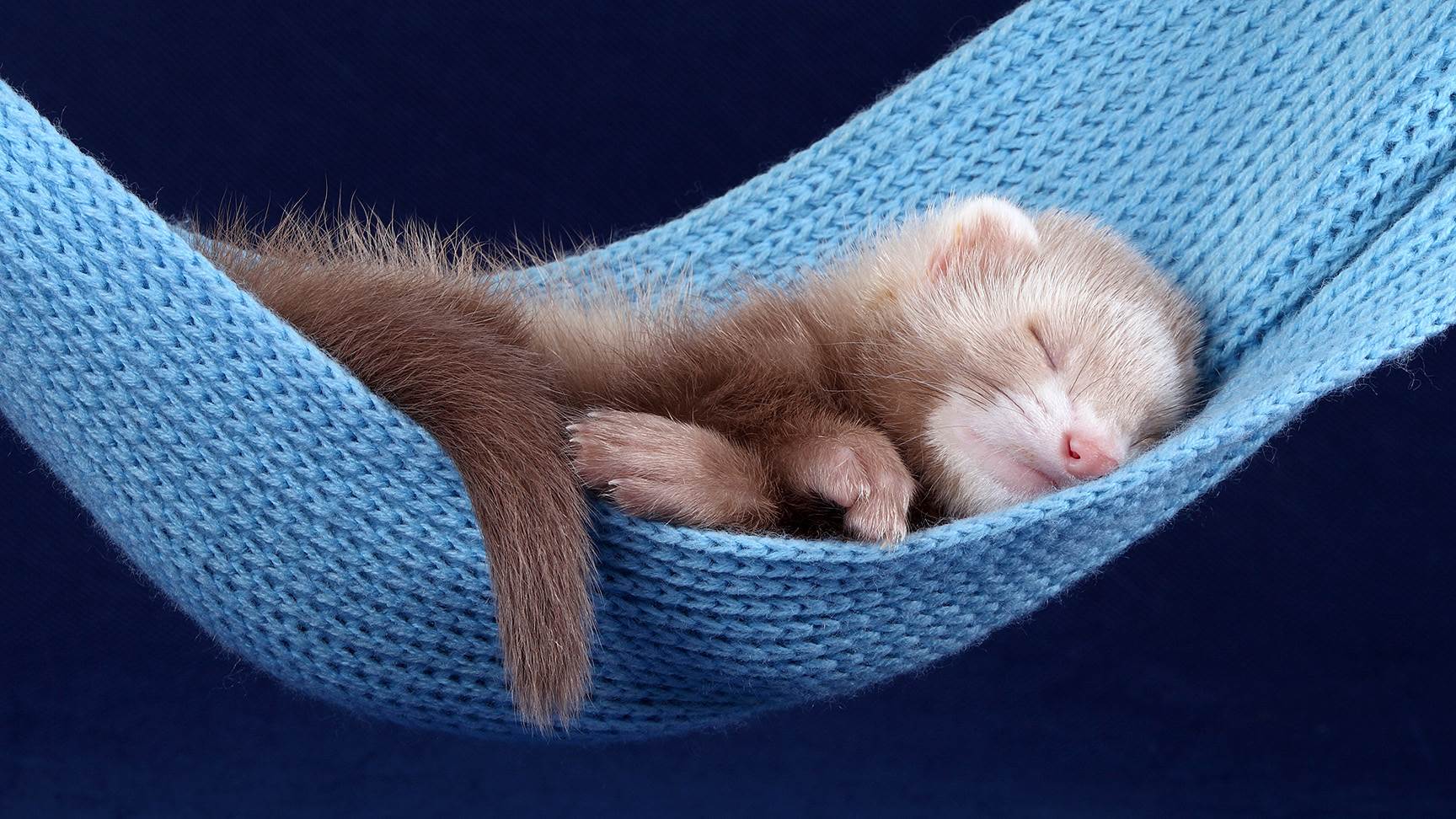 Frettchen