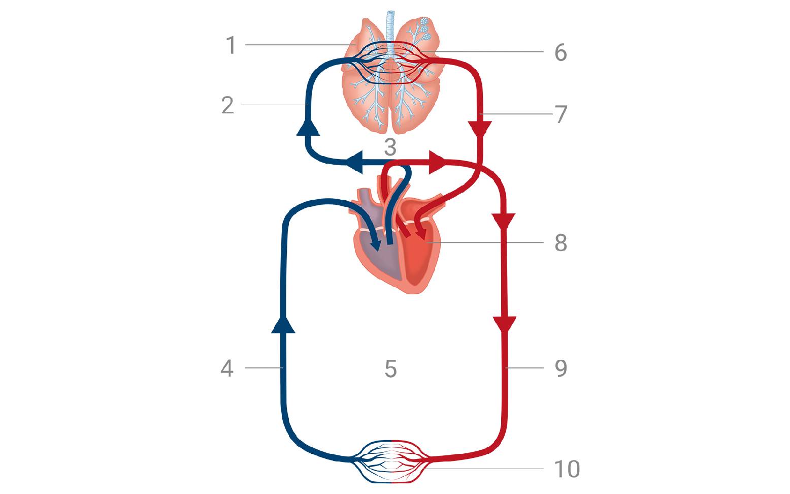 Schema Blutkreislauf