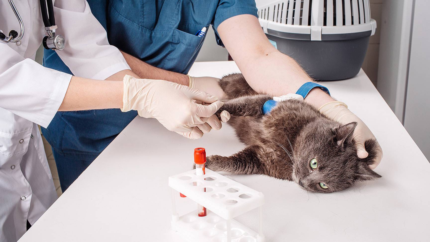Blood draw cat