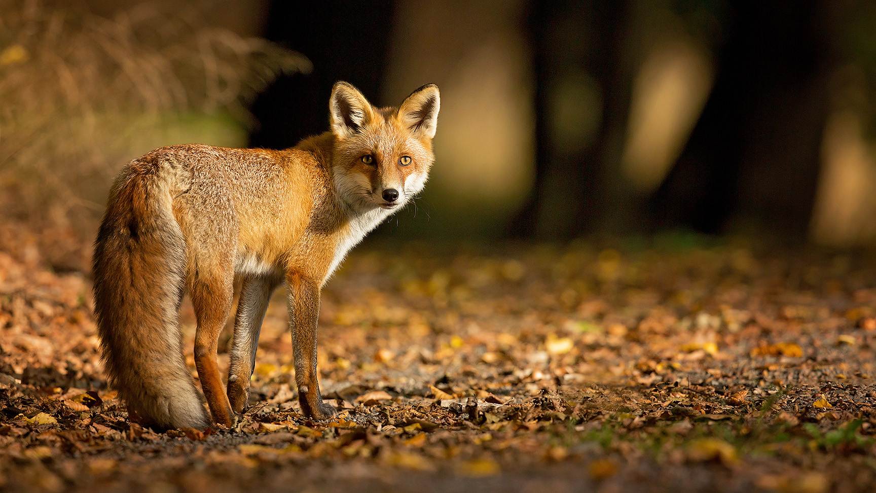 Fox in forest