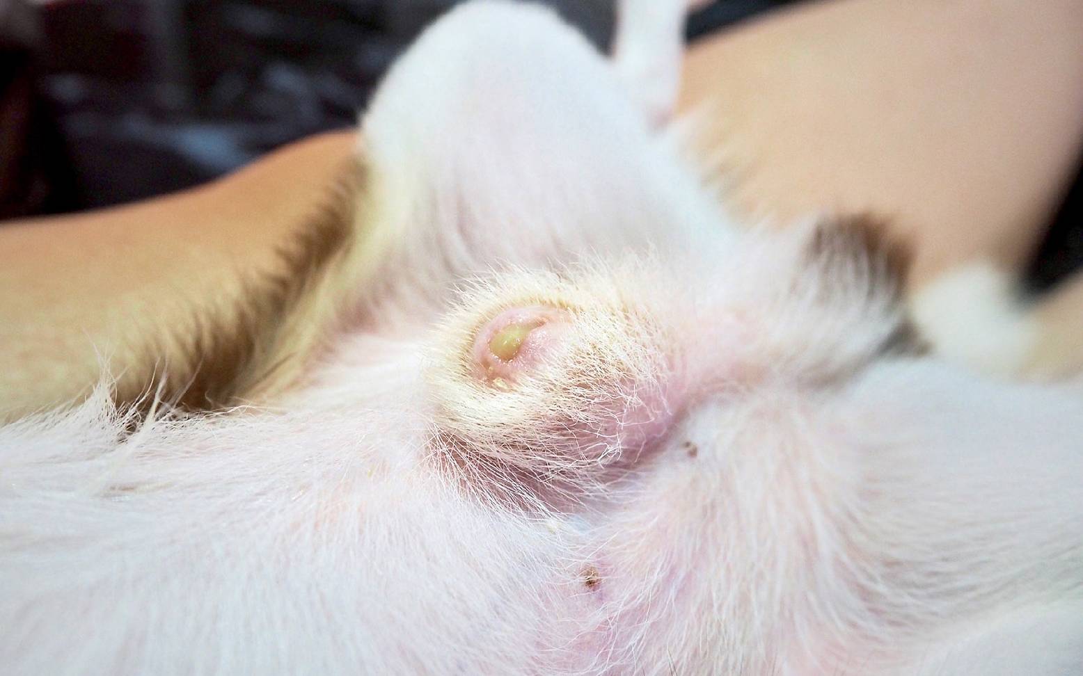 Penis eines Hundes mit gelblich-grünem Ausfluss