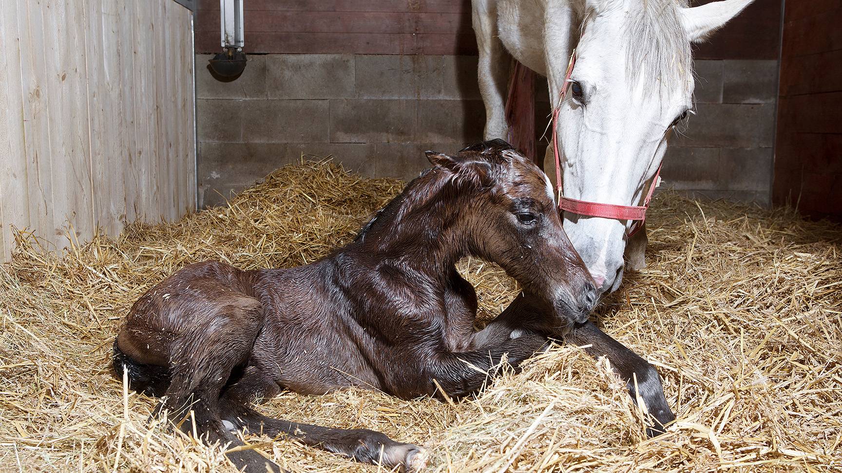 Mare with foal