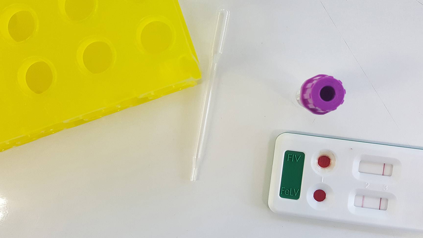 Test auf FIV und FeLV