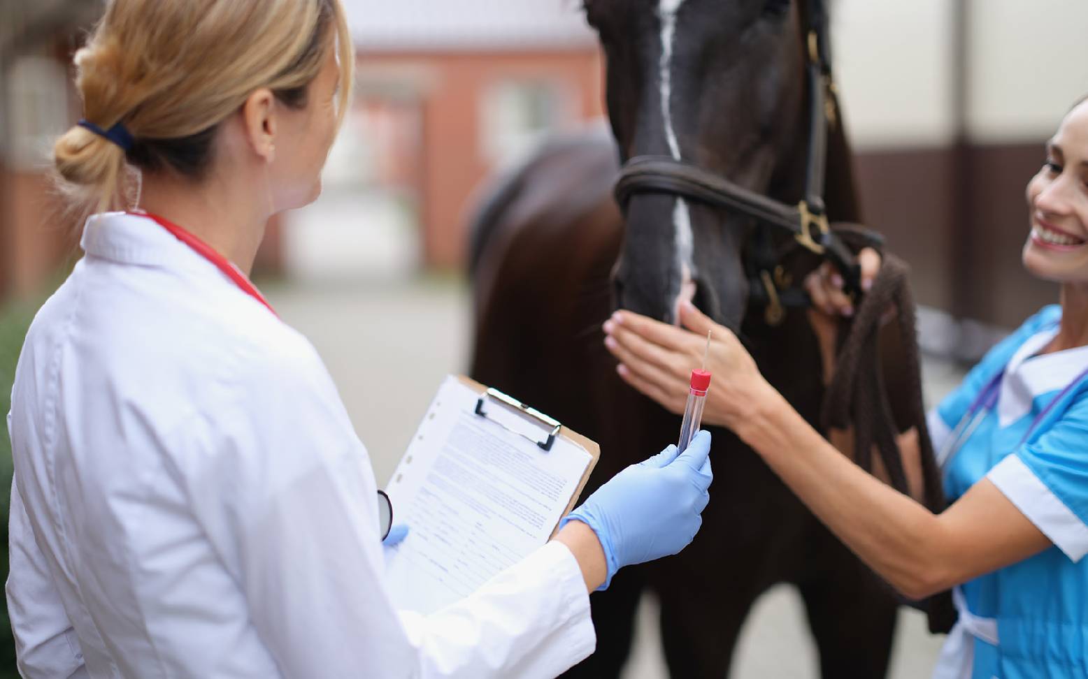 Probenentnahme Pferd