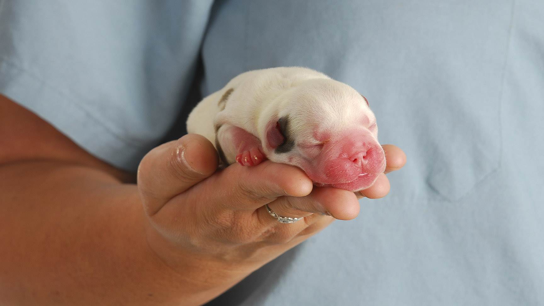 Neugeborener Hundewelpen