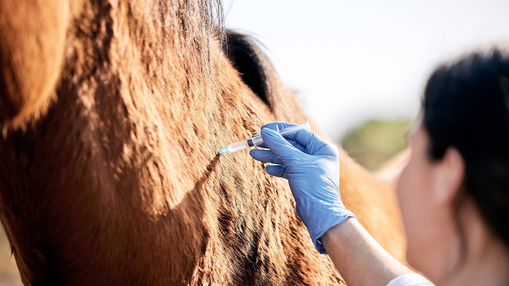 Tierärztin impft Pferd