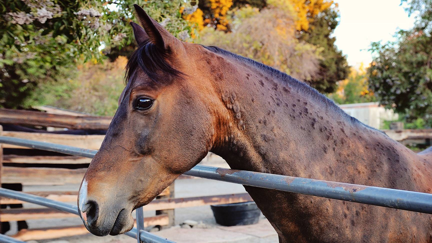 Horse with wheals on neck
