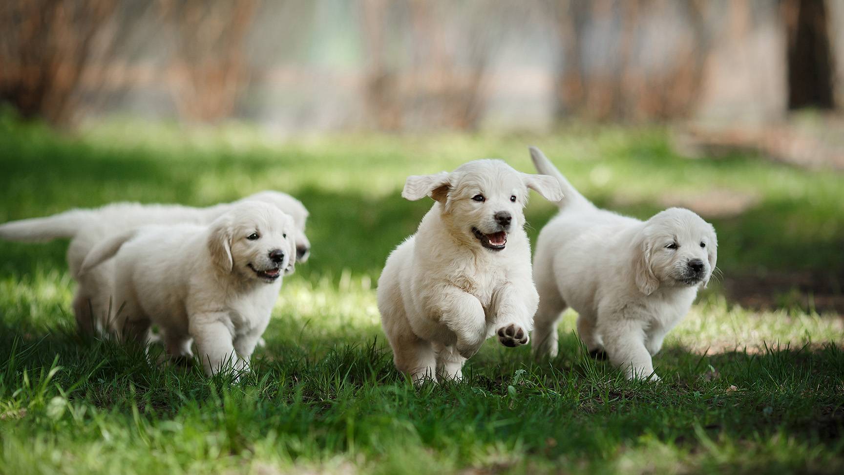 Puppies Young Dogs Nature