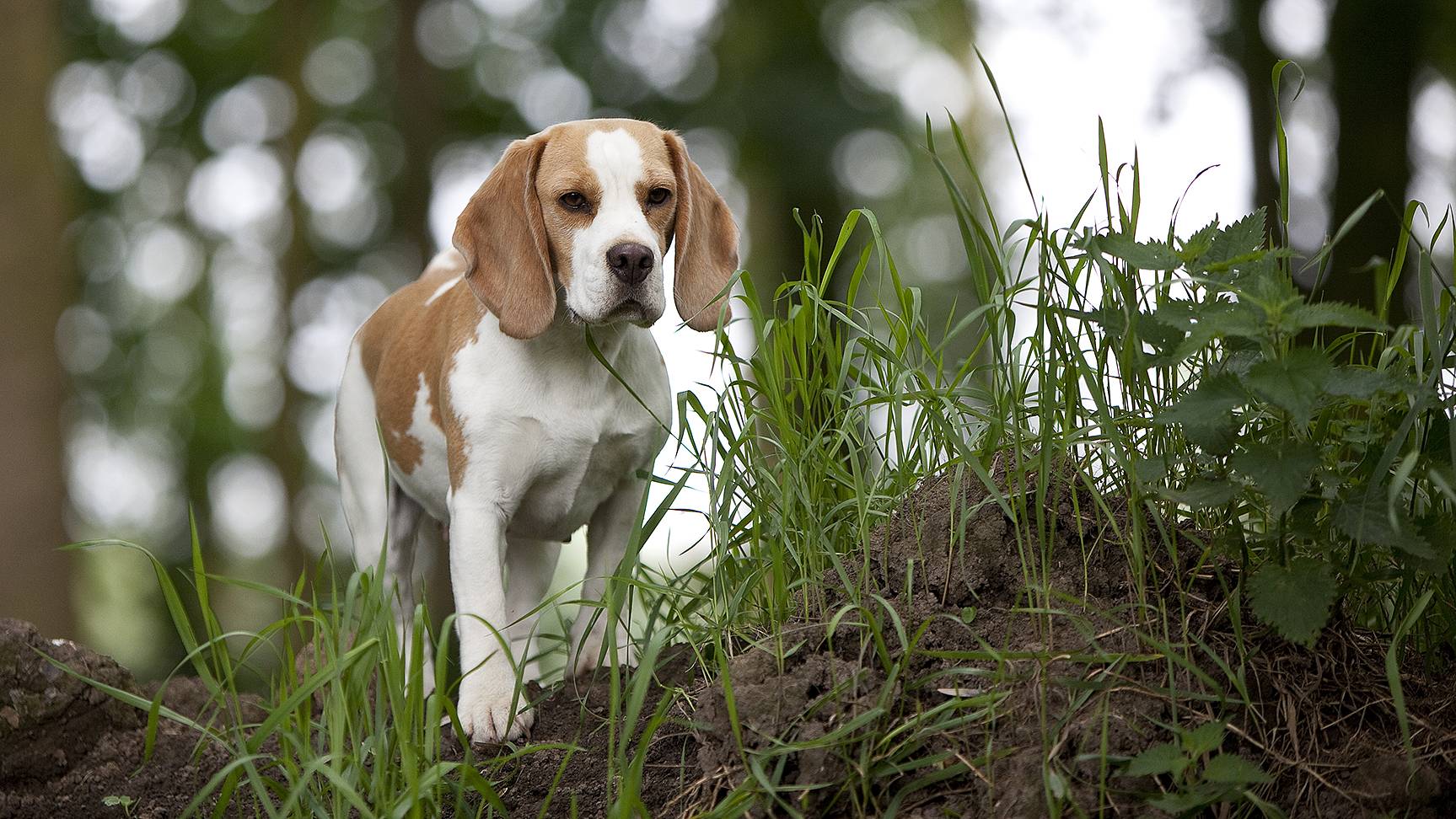 Beagle