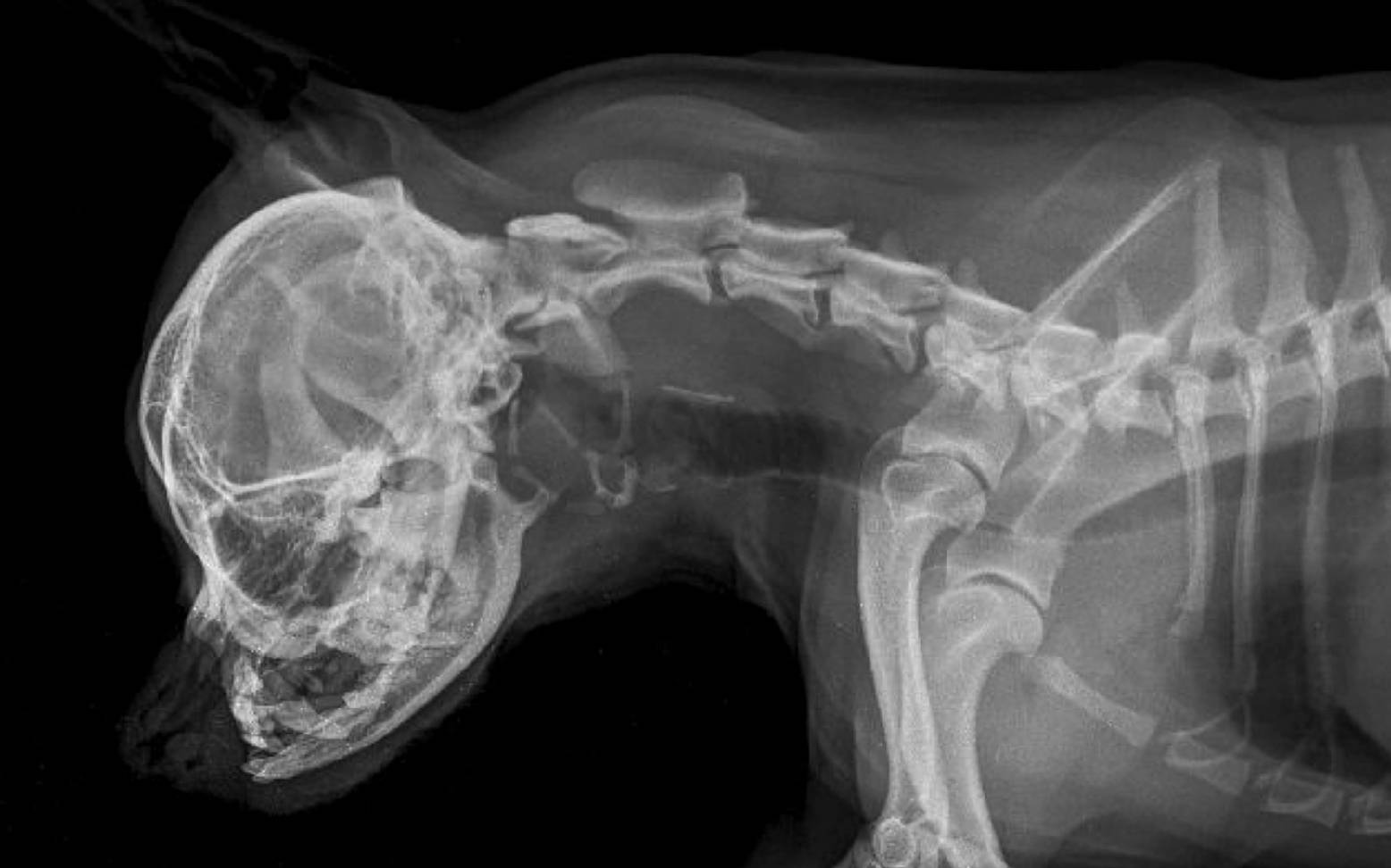 X-ray image of a dog's skull and neck