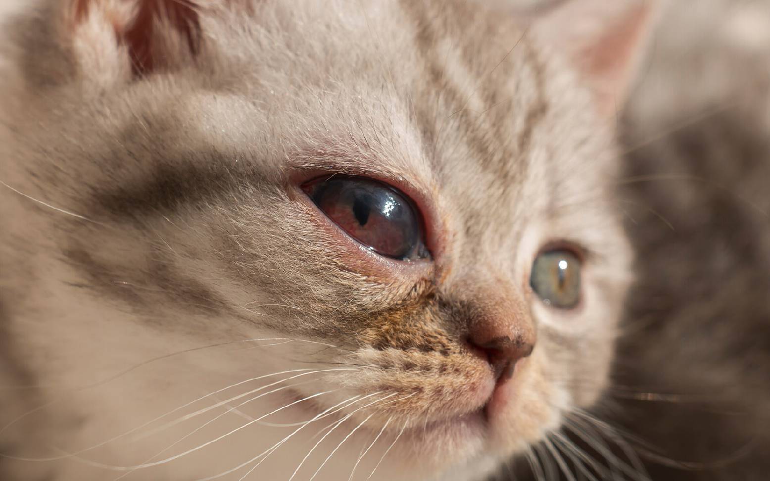 Cat with bleeding in the eye