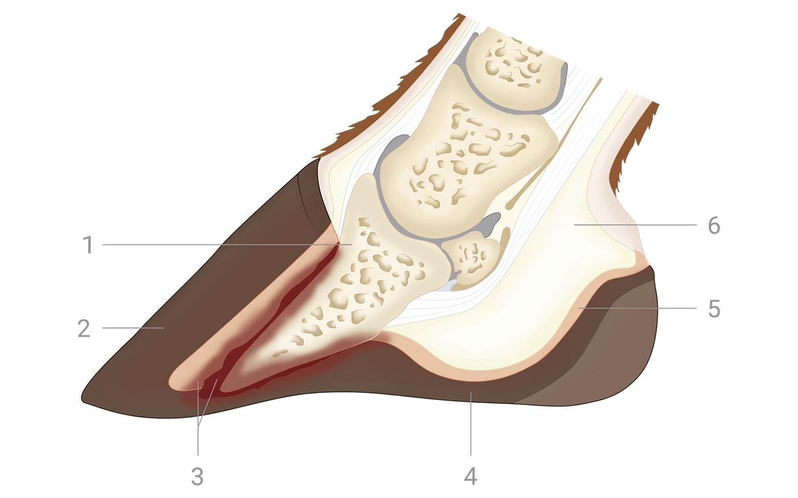 Schematic diagram of laminitis in horses