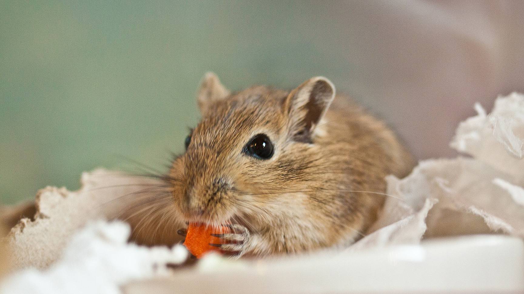 Wüstenrennmaus mit Möhre