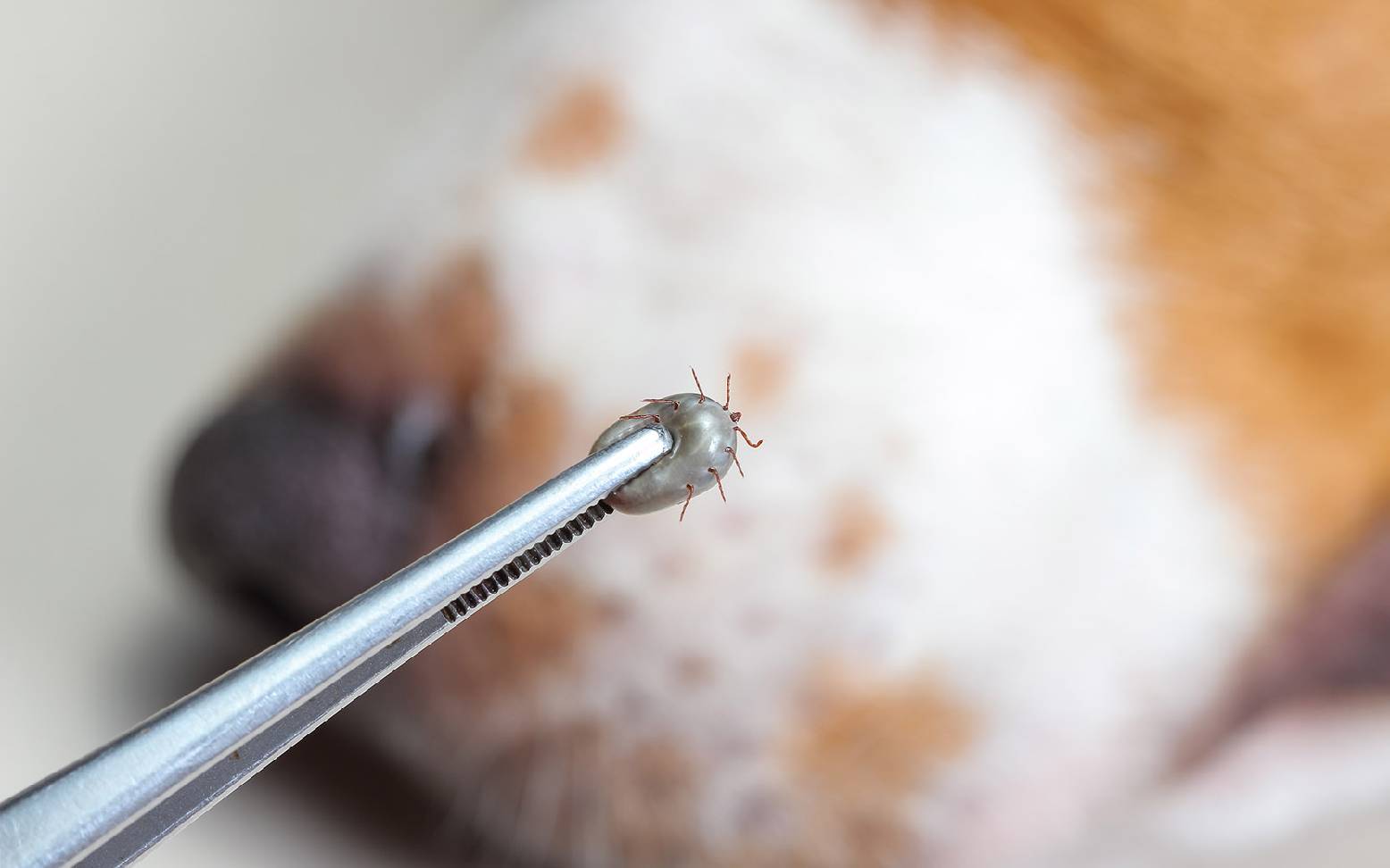 Tick with dog