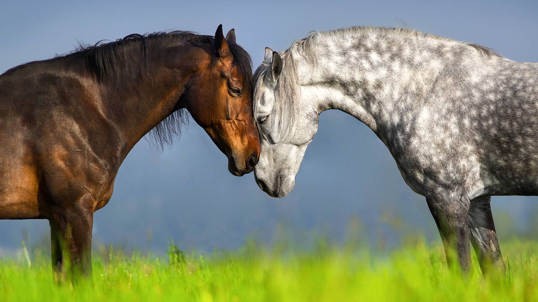 two horses heads touch each other