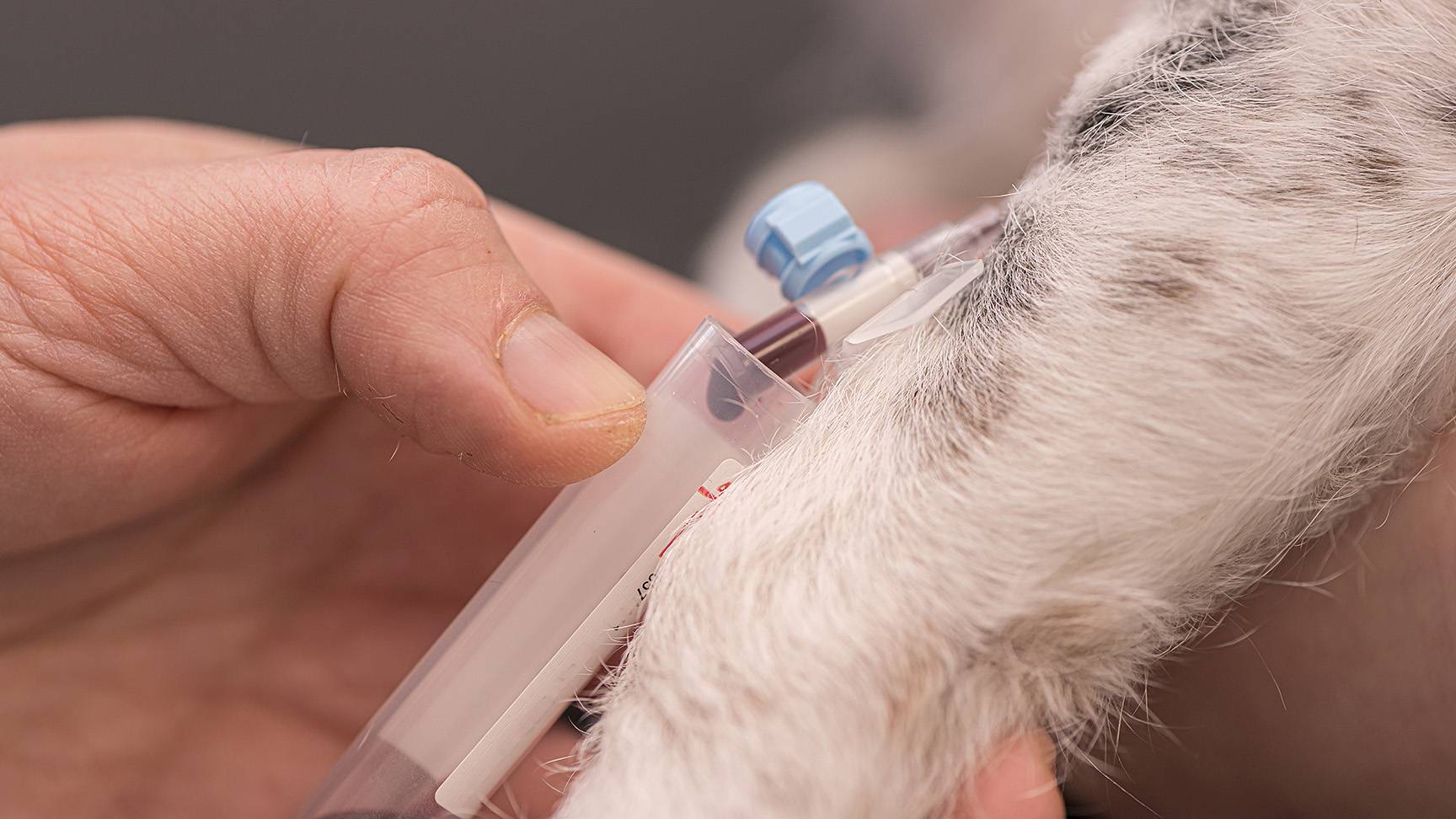 Blutabnahme Hund