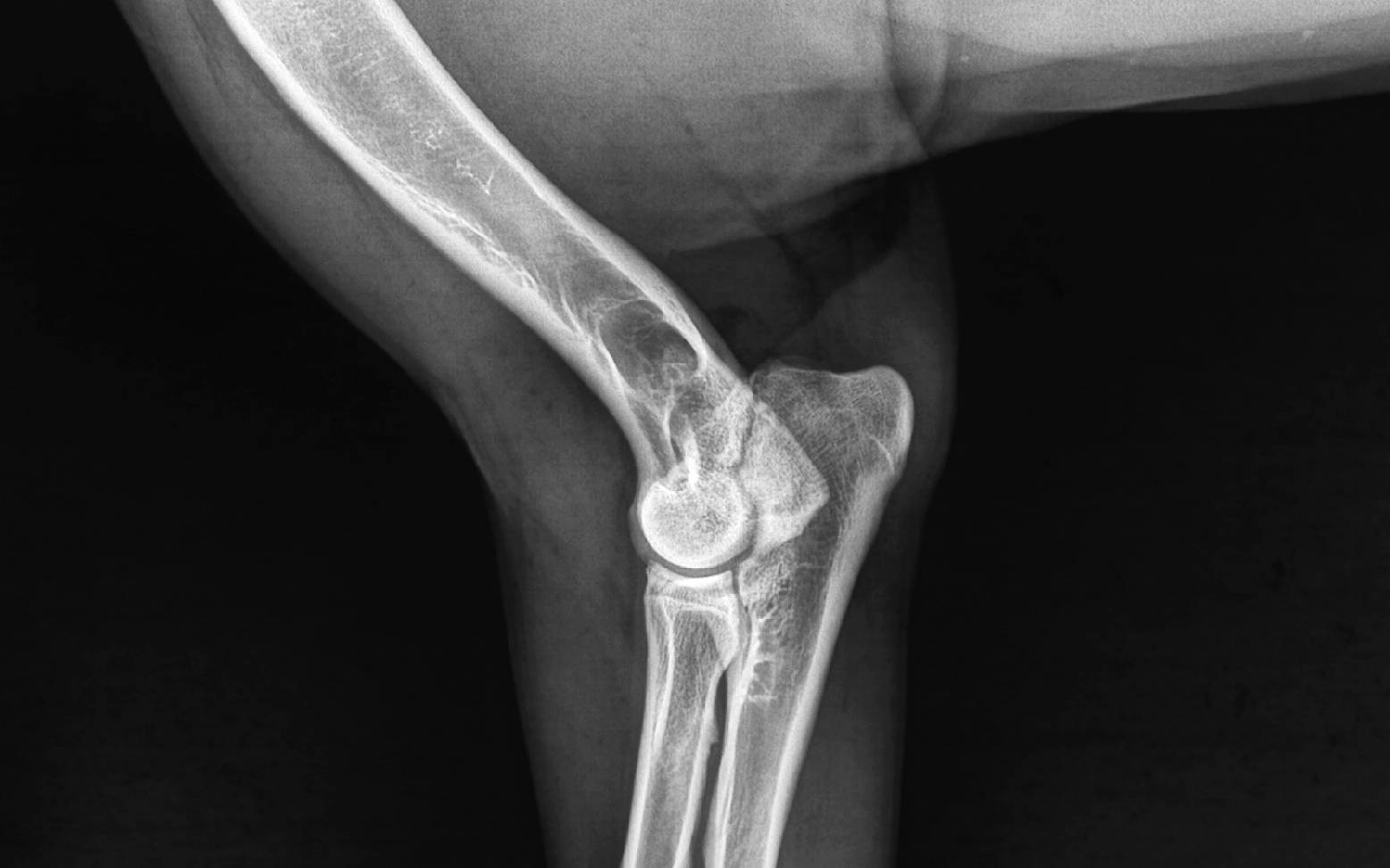 Röntgenbild Ellenbogen Hund