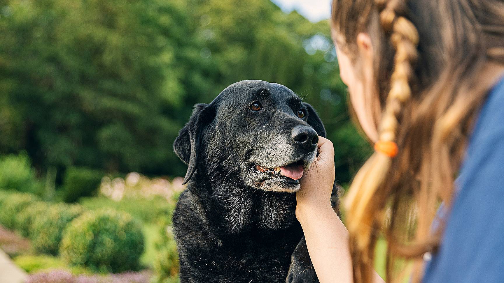 An old dog with gray hair