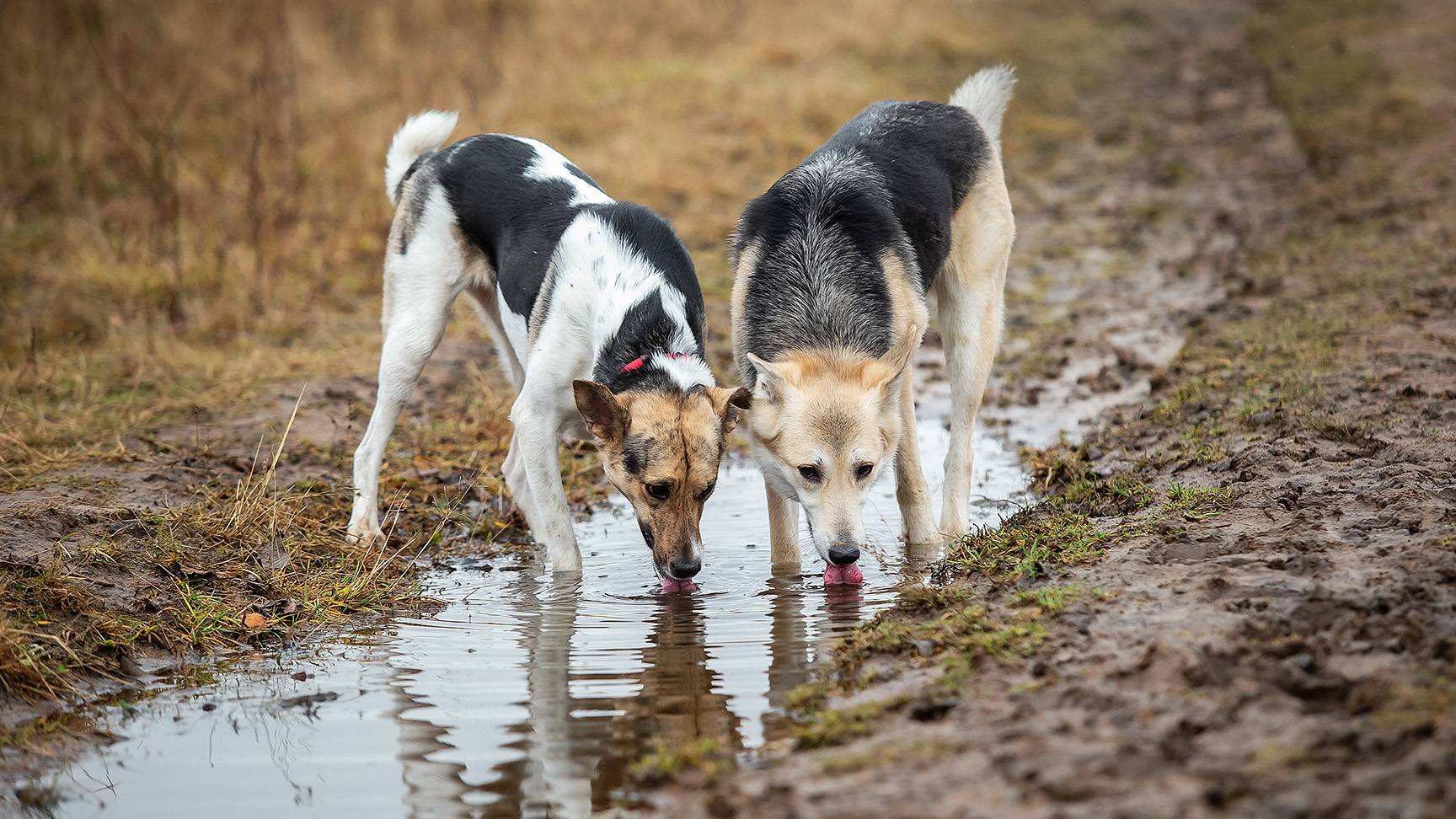 Dogs drink from a puddle