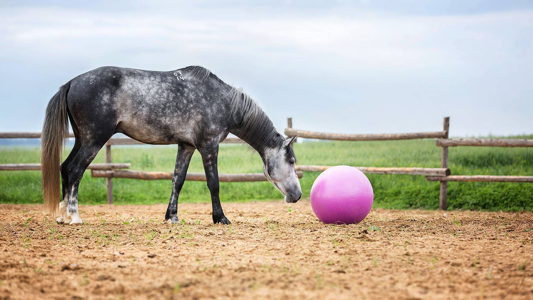 Pferd mit Ball