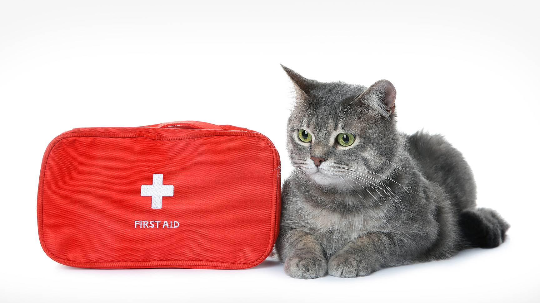 Cat and First Aid Kit